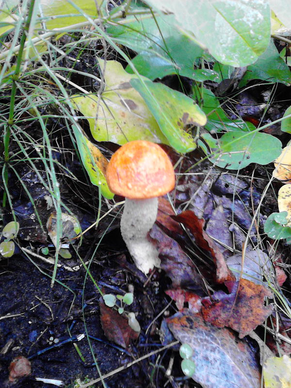 kozák Leccinum sp.