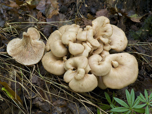 húževnatček ulitovitý Lentinellus cochleatus (Pers.) P. Karst.