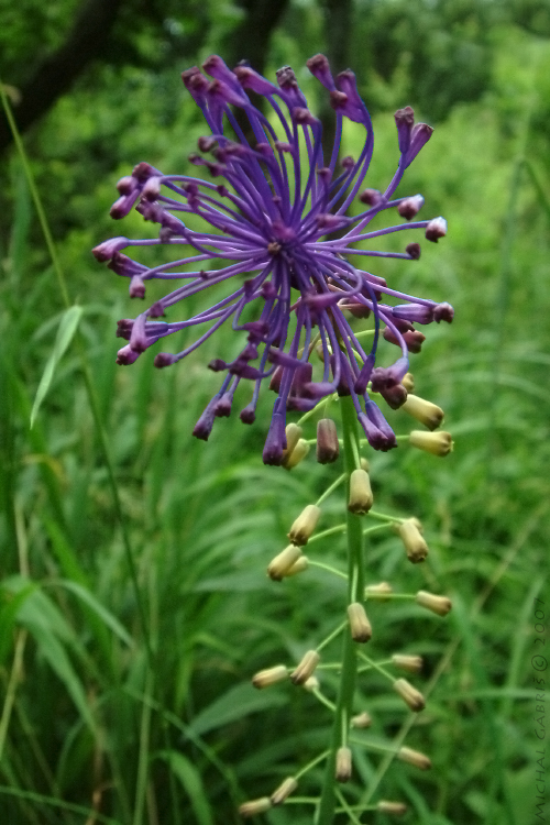 leopoldia chochlatá Leopoldia comosa (L.) Parl.