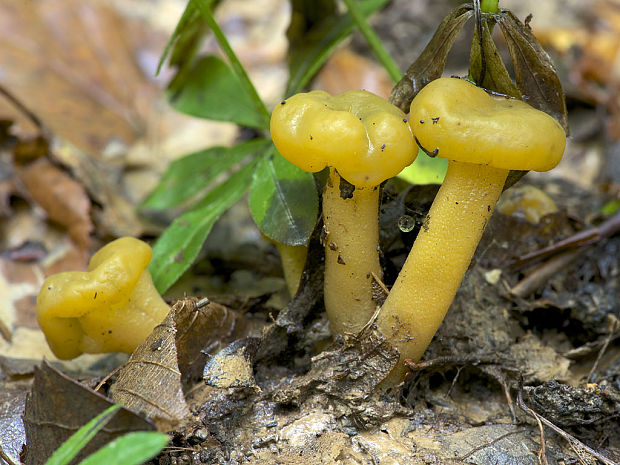 klincovka slizká Leotia lubrica (Scop.) Pers.