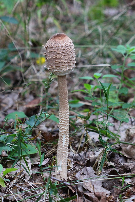 bedľa vysoká Macrolepiota procera (Scop.) Singer