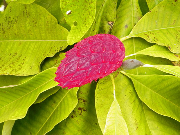 magnólia Magnolia sp.