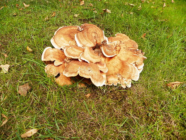 vejárovec obrovský Meripilus giganteus (Pers.) P. Karst.