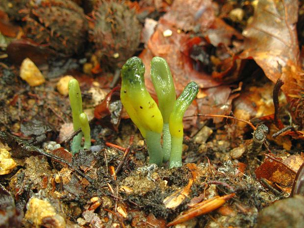 drobnojazýček zelený Microglossum viride (Pers.) Gillet