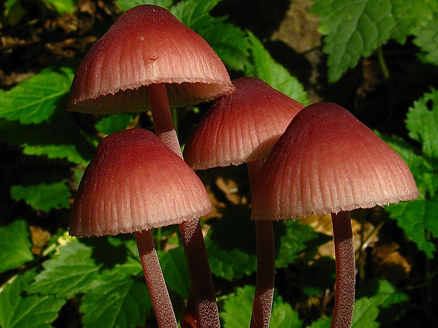 prilbička krvavomliečna Mycena haematopus (Pers.) P. Kumm.