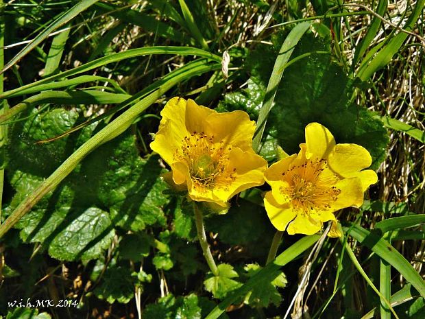 kuklica horská Oreogeum montanum (L.) E. I. Golubk.