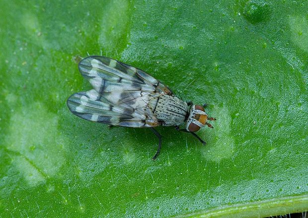 čelnačka Otites centralis