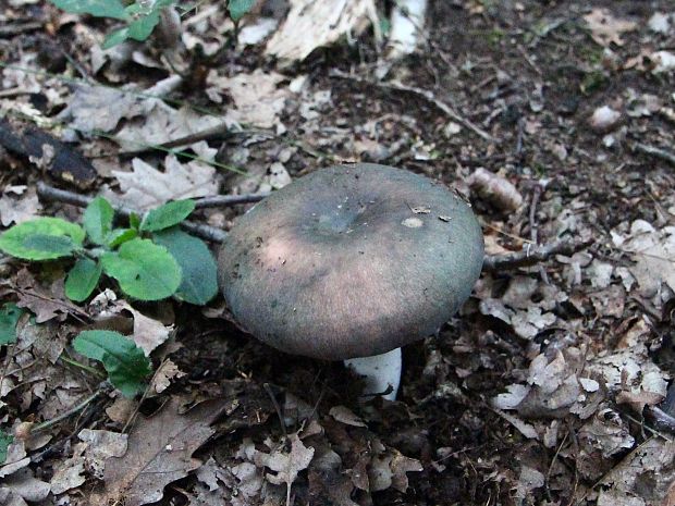 plávka modrastá Russula cyanoxantha (Schaeff.) Fr.