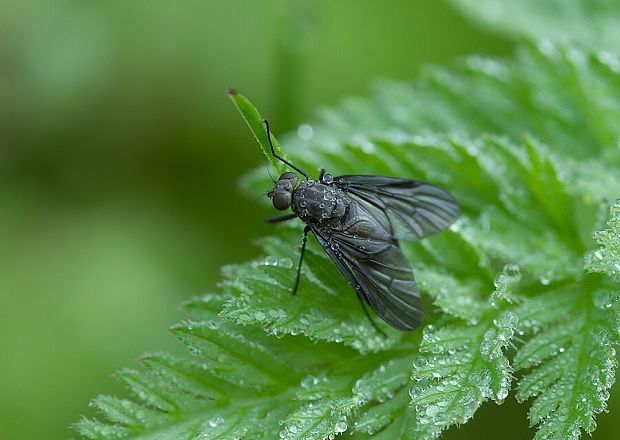 strehúň Symphoromyia melaena