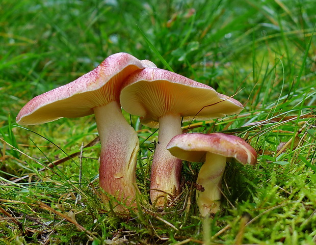 čírovec červenožltý Tricholomopsis rutilans (Schaeff.) Singer