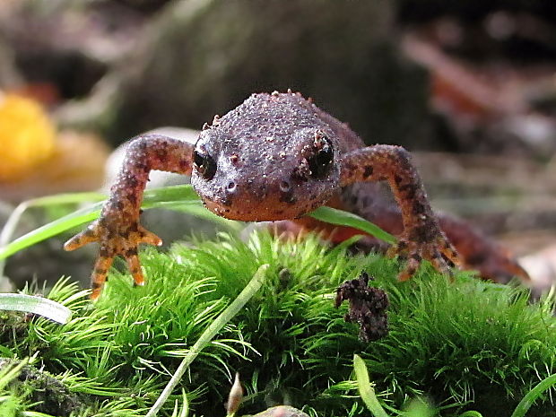 čolek horský Triturus alpestris