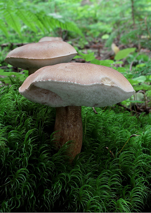 podhríb žlčový Tylopilus felleus (Bull.) P. Karst.