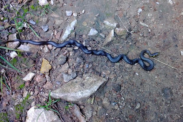 užovka stromová Zamenis longissimus