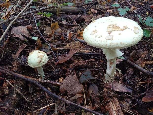 muchotrávka citrónovožltá Amanita citrina Pers.