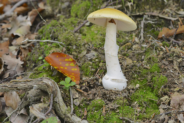 muchotrávka slamovožltá Amanita gemmata (Fr.) Bertill.