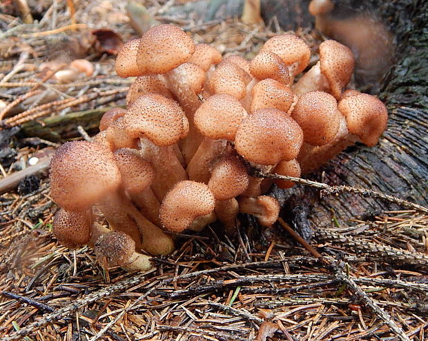 podpňovka obyčajná Armillaria mellea (Vahl) P. Kumm.