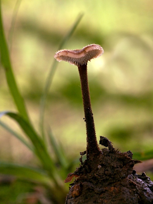 lopatovka obyčajná Auriscalpium vulgare Gray