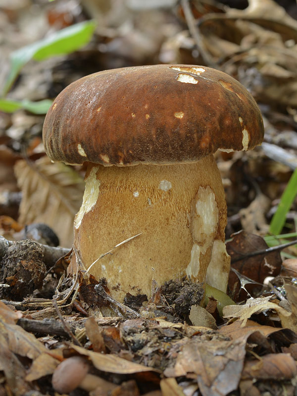 hríb bronzový Boletus aereus Bull. ex Fr.