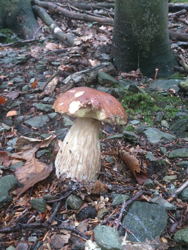 hríb smrekový Boletus edulis Bull.