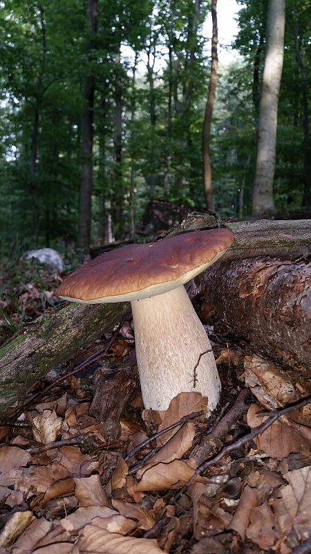 hríb smrekový Boletus edulis Bull.