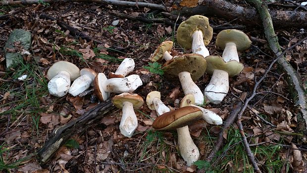 hríb smrekový Boletus edulis Bull.