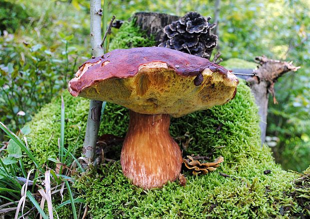 hríb sosnový Boletus pinophilus Pil. et Dermek in Pil.