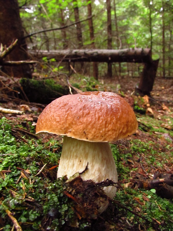 hríb dubový Boletus reticulatus Schaeff.