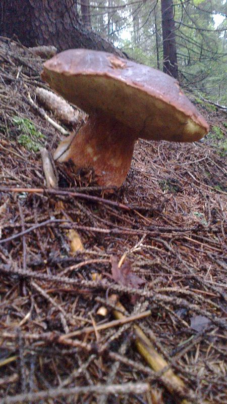 hríb dubový Boletus reticulatus Schaeff.