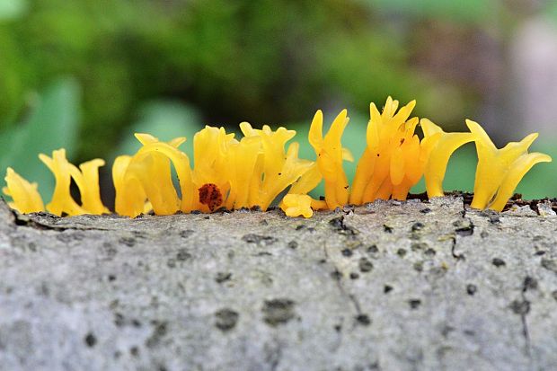 parôžkovec malý Calocera cornea (Fr.) Loud.