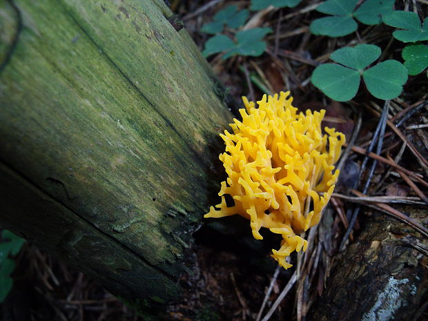 parôžkovec lepkavý Calocera viscosa (Pers.) Fr.