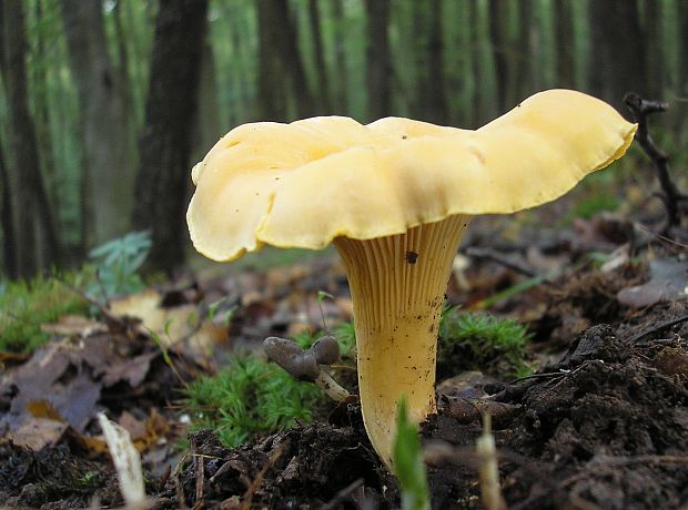 kuriatko Cantharellus sp.