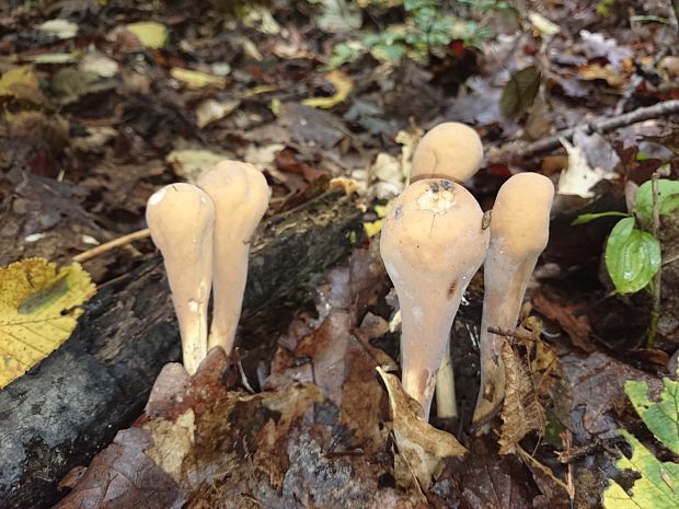 kyjak obrovský Clavariadelphus pistillaris (Fr.) Donk