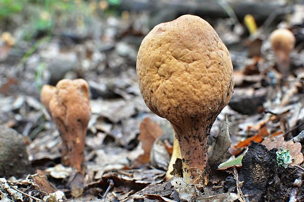 kyjak obrovský Clavariadelphus pistillaris (Fr.) Donk