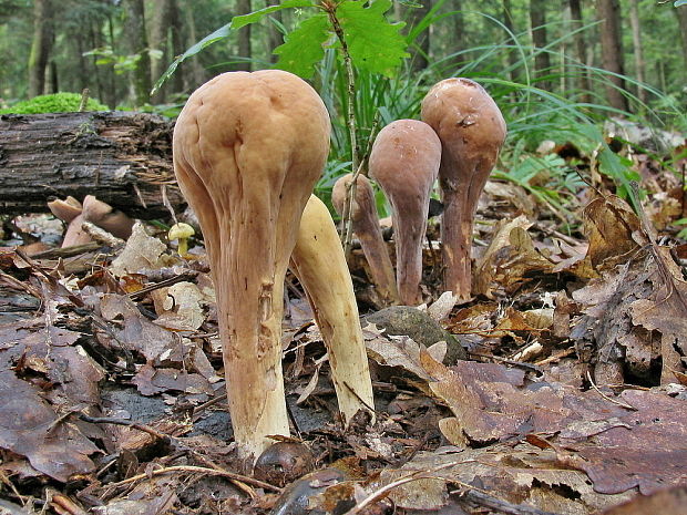 kyjak obrovský Clavariadelphus pistillaris (Fr.) Donk