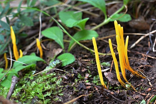 pakonárovka žltooranžová Clavulinopsis helvola (Pers.) Corner