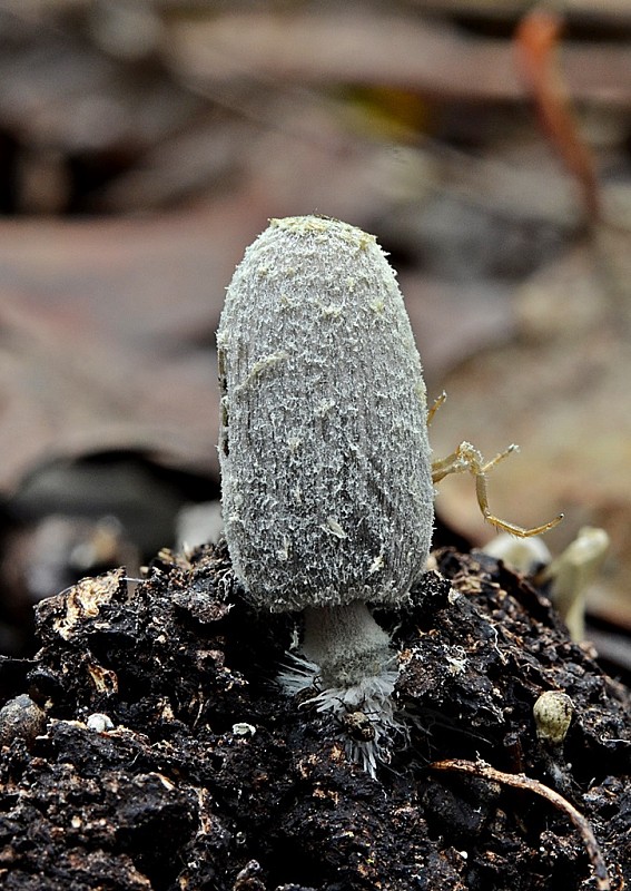 hnojník hviezdičkový Coprinopsis radiata (Bolton) Redhead, Vilgalys & Moncalvo