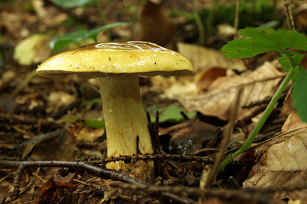 pavučinovec Cortinarius sp.