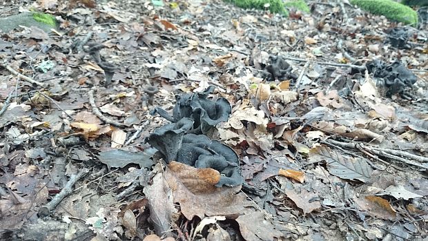 lievik trúbkovitý Craterellus cornucopioides (L.) Pers.