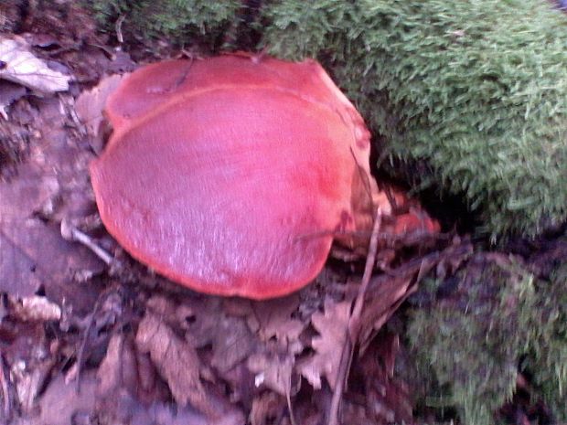 pečeňovec dubový Fistulina hepatica (Schaeff.) With.