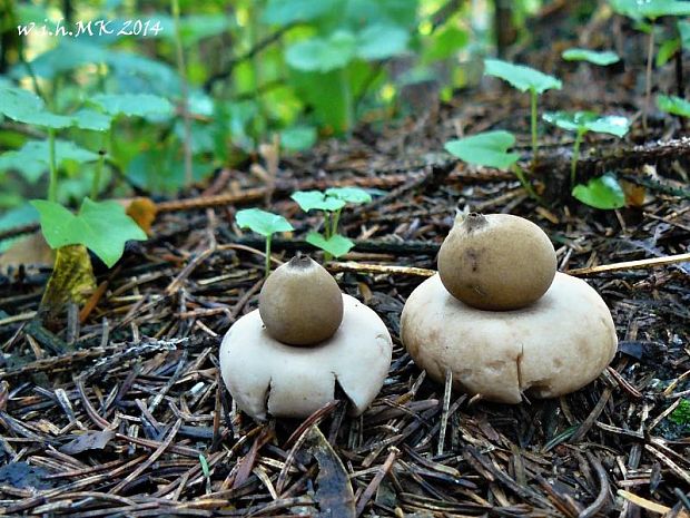 hviezdovka strapkatá Geastrum fimbriatum Fr.