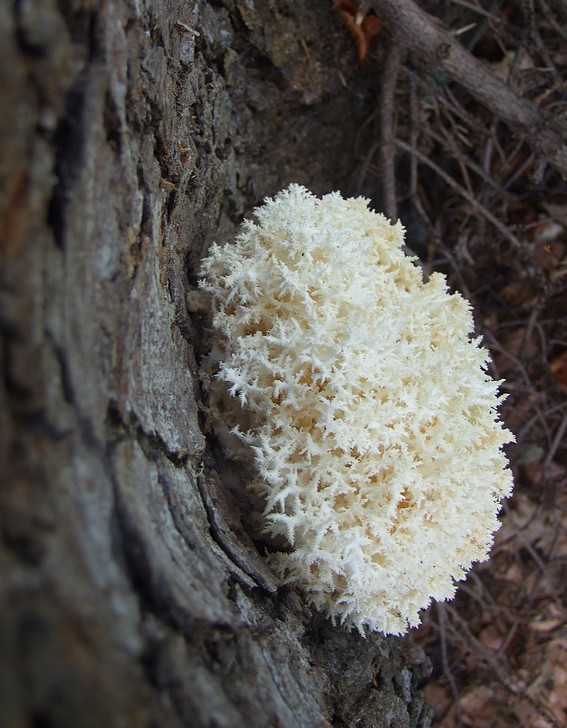 koralovec jedľový Hericium alpestre Pers.