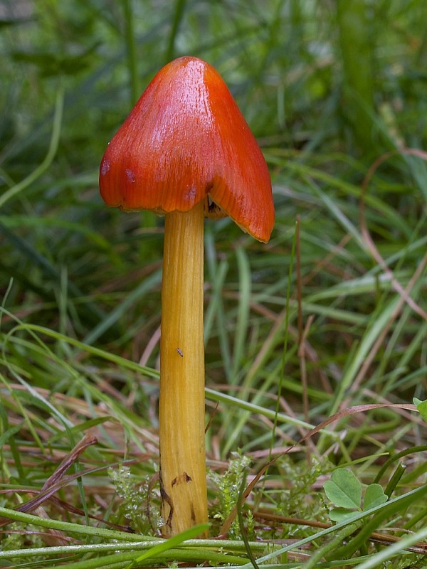 lúčnica kužeľovitá Hygrocybe conica (Schaeff.) P. Kumm.