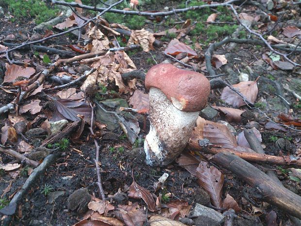 kozák osikový Leccinum albostipitatum den Bakker & Noordel.