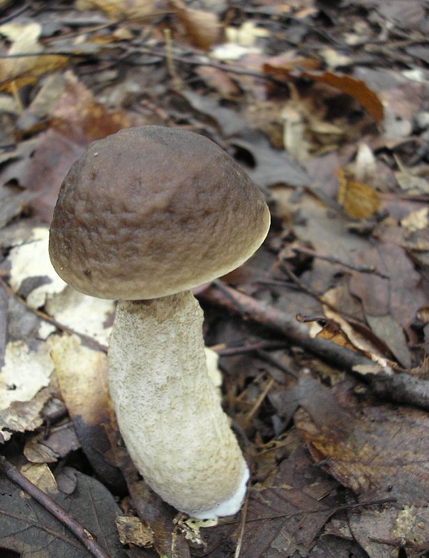 kozák Leccinum sp.