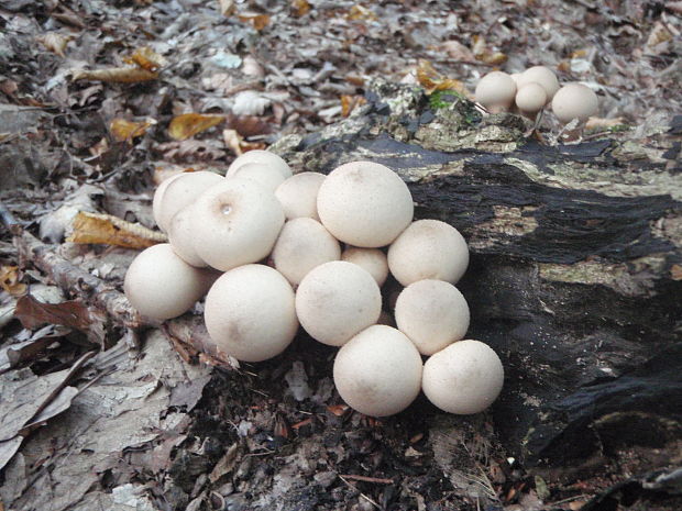 prášnica hruškovitá Lycoperdon pyriforme Schaeff.