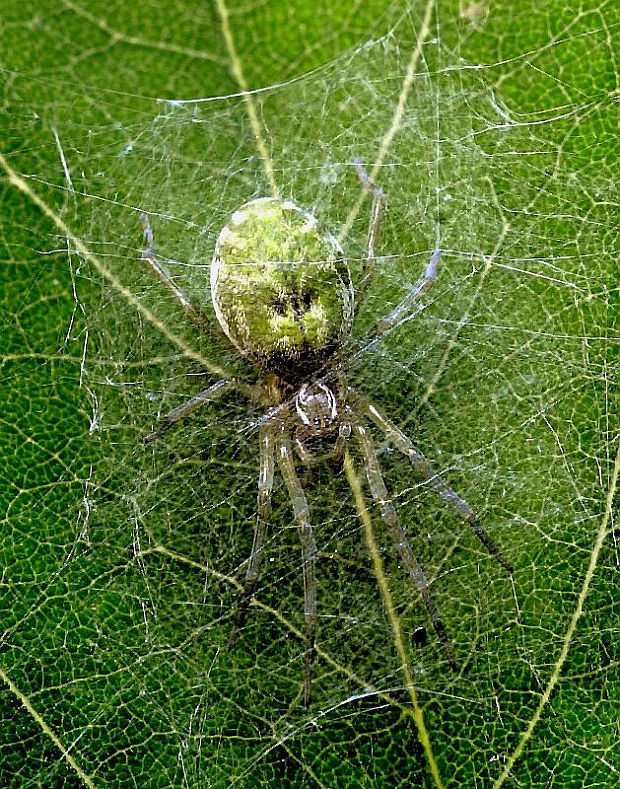 . Nigma walckenaeri