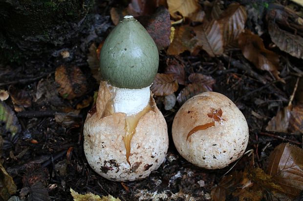 hadovka smradľavá Phallus impudicus L.