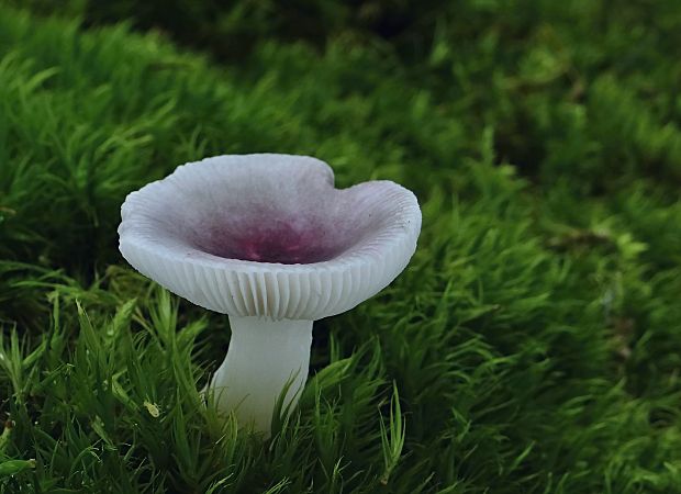 plávka krehká Russula fragilis Fr.