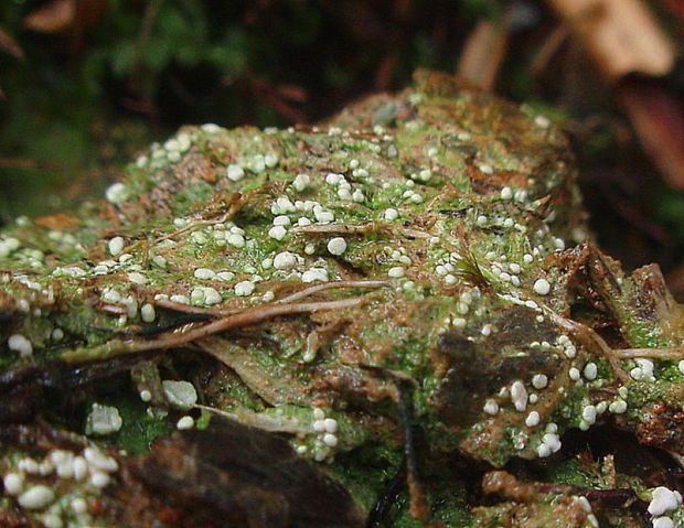 detail k obr. 486649 dole na obr.  Mycobilimbia carneoalbida; hore neidentifikovaný lišajník