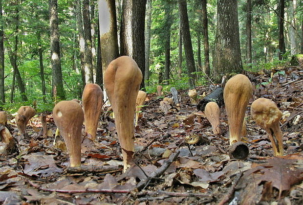 Biotop kyjaku obrovského